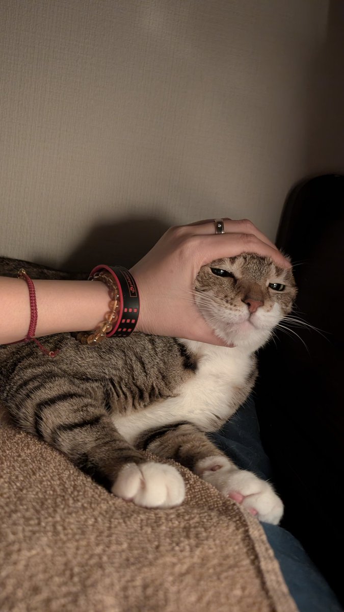 飼い主の頭めがけて突き刺さってきた悪いﾈｺﾁｬﾝは情けないお顔の刑です  ﾑﾙﾑﾙ喉鳴らしてもう