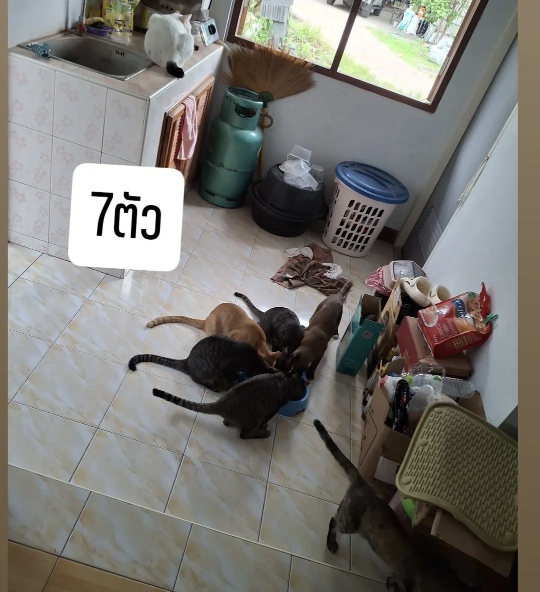 หนมเลย์24 tweet media