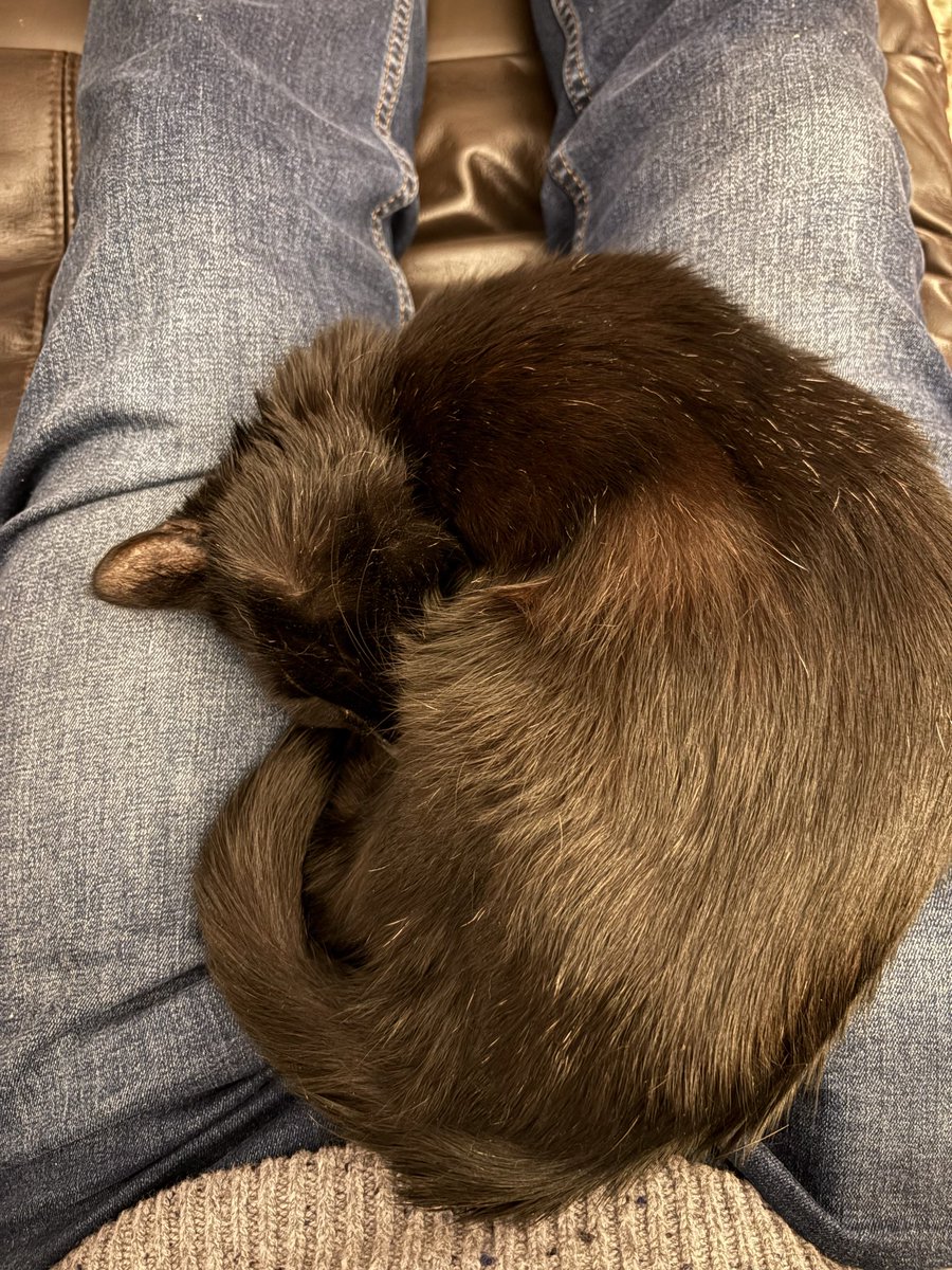 On the sofa watching #CatMan with Wilma on my lap.  Think it’s fair to say she isn’t interested one little bit! 💤💤