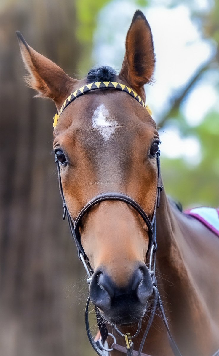 How gorgeous is Sir Gino.