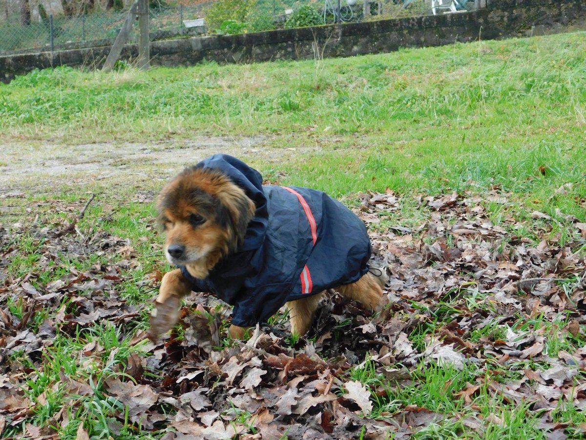 Fai catro meses que Bingo chegou de acollida da prote con moitísima dor, moito medo, mobilidade moi reducida, unha infección en curso que levou á extirpación de un ollo… pero con  paciencia, cariño, unha chea de visitas ao veterinario e múltiples medicinas: Bingo xa brinca 💚