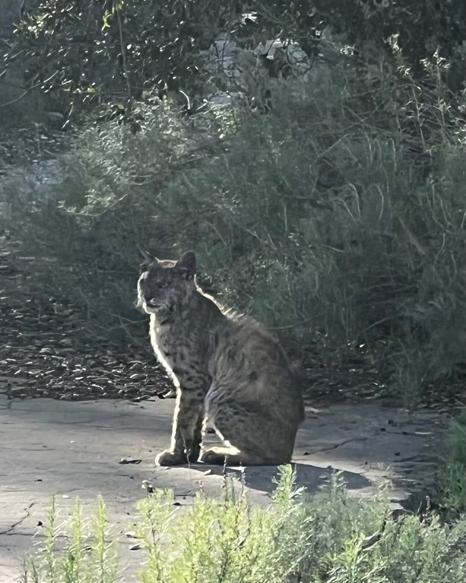 Went hiking and saw this huge bobcat yesterday, about 20 feet from us.