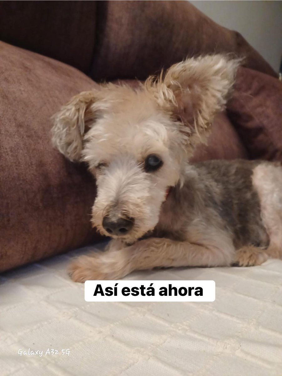 #SEVILLA
#GUPPIE es un abuelete de 7,5 kg y 12 años, que fue rescatado de la carretera a punto de ser atropellado, mojadísimo y con un profundo hedor, por un grupo de chicas y el taxista que las llevaba ―Los héroes anónimos de esta historia― 

Ahora el peque ya está a salvo con