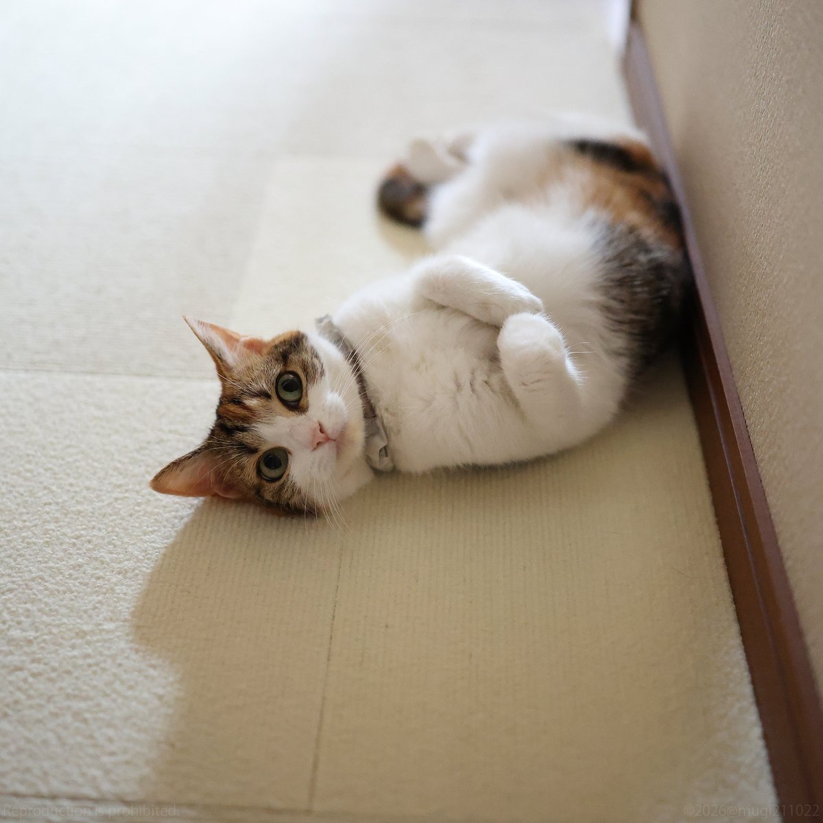 むぎの日常 (@mugi211022) / Posts / X