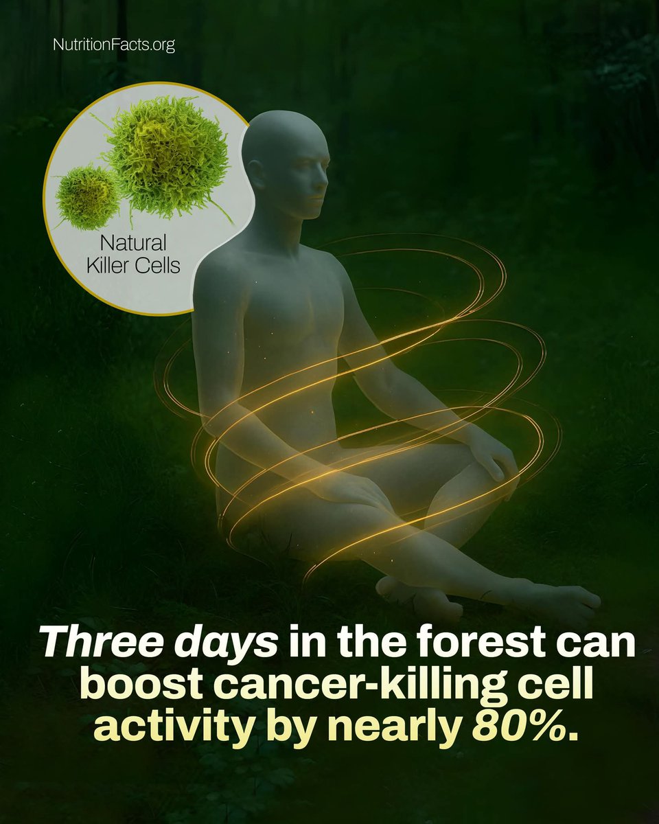 Spending time immersed in nature can have measurable effects on our immune system. A controlled study found that just three days in a forest led to an average 80% increase in natural killer (NK) cell activity, which are immune cells that help the body fight off cancer and