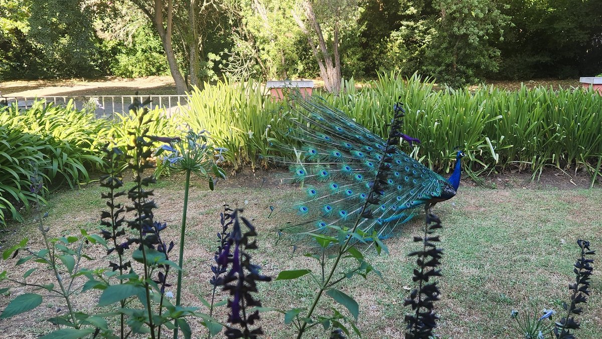 LuchiaMLee's tweet photo. A warm day in Argentina, with a peacock showing off his beautiful, fantastic tail feathers 🦚🌞—an escape from New York’s cold winter into the warmth of the Southern Hemisphere. https://t.co/bAqSZwnDNR