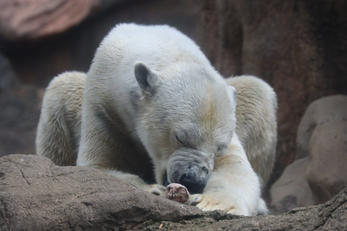 4月くらいのゴーゴだよ
