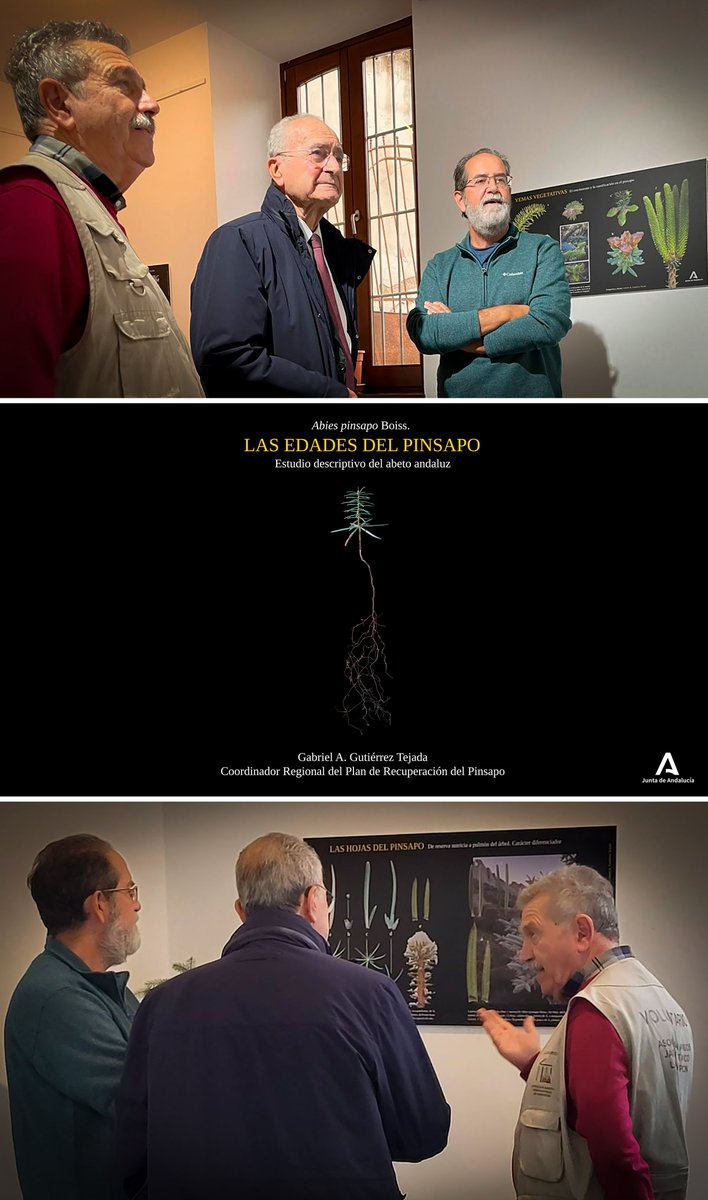 Abies_gabriel's tweet image. Honrado y muy agradecido por la visita y el interés de don Francisco de la Torre, alcalde de la ciudad de Málaga, en la exposición «Las edades del pinsapo», organizada exquisitamente por la Asociación de Amigos del Jardín Botánico-Histórico La Concepción y que finaliza ya.