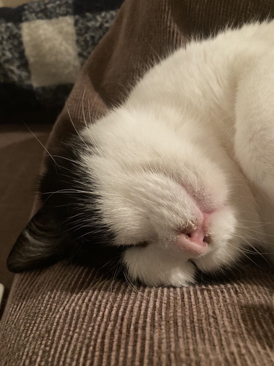 Post by Laura Aynsley on X: 🤗🐱🐱