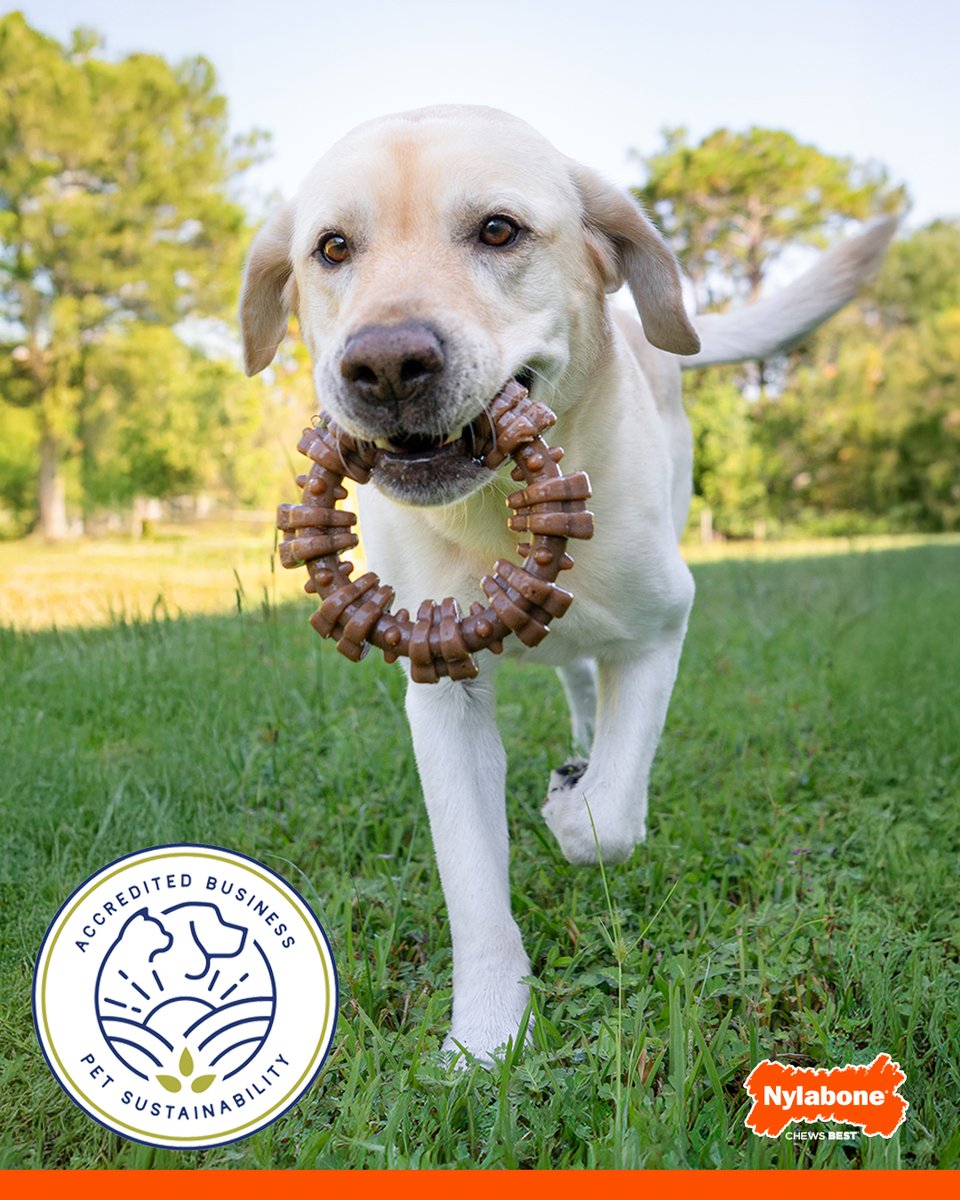 Nylabone Products tweet media