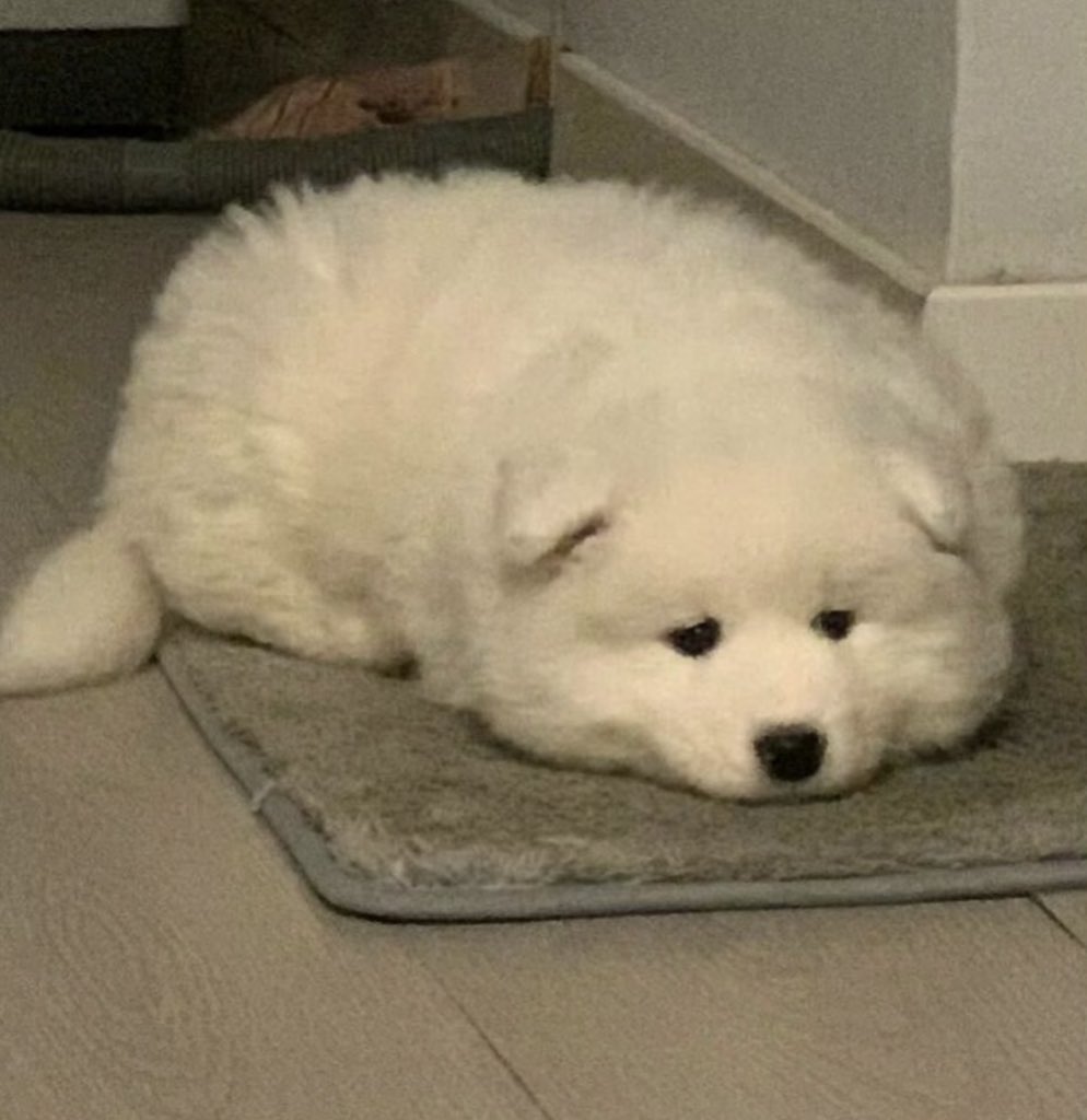 #큥이버블  #백현버블 
이것저것 잃어버리는 강아지도 귀여워요~