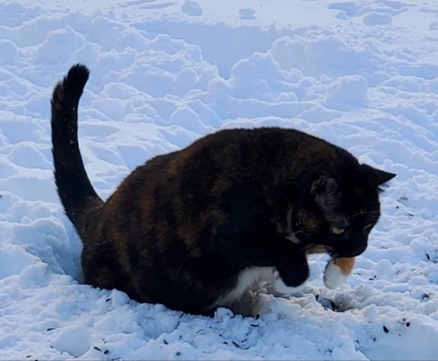 Sweetie gets her huntress on and tracks down that mysterious snow movement.