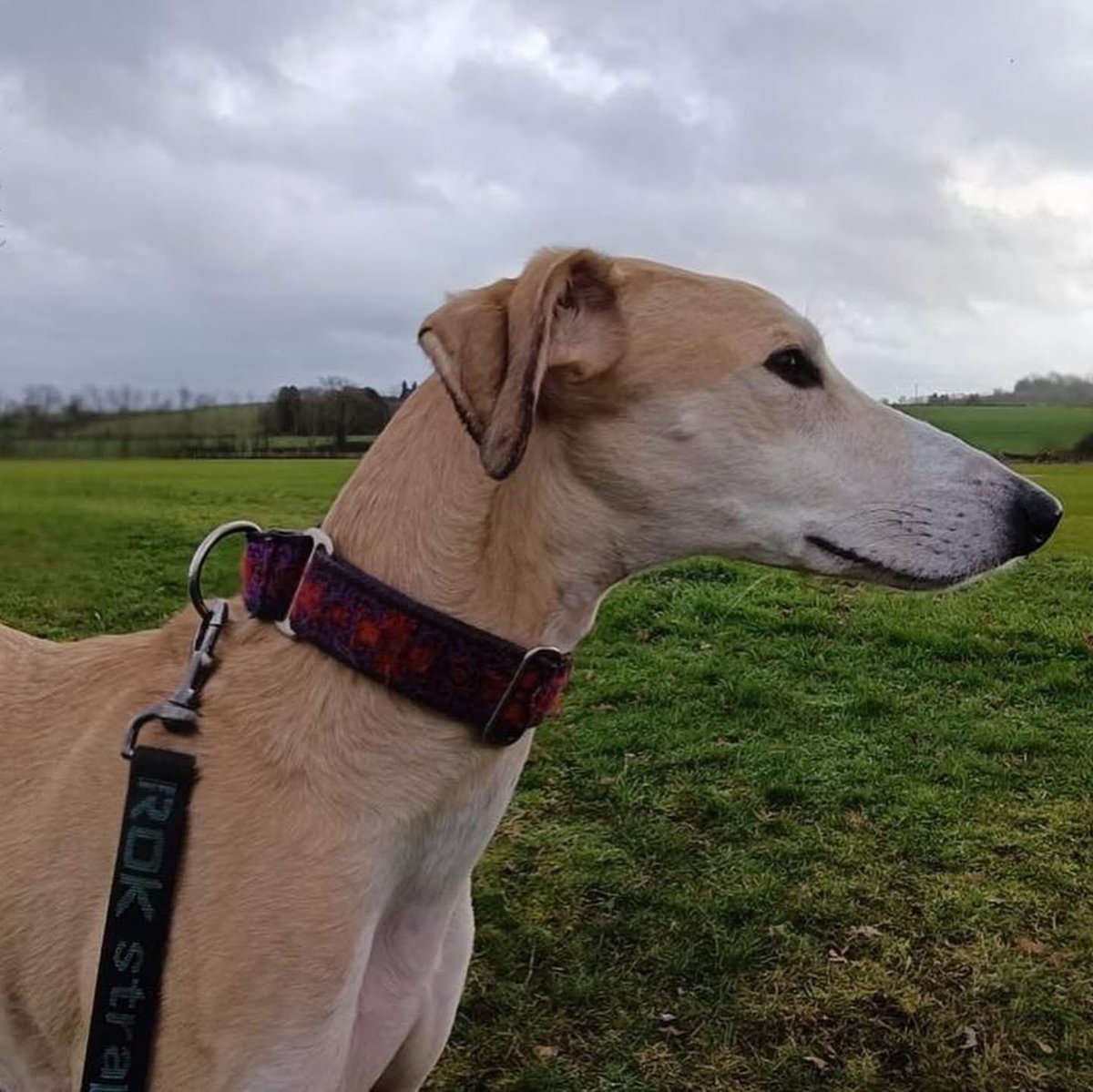 AFAfoundation_'s tweet photo. The happiest news to share… Alfie has been ADOPTED! 🎉

After 12 whole months in our care, sweet Alfie has officially settled into his forever home and our hearts couldn’t be fuller 🥹🐾 we saw "Santa's little helper" back in December 2024 and brought him into safety to stop a dark fate after he did his time in the UK pound after being found as a stray 🥺 he has been on one hell of journey since and touched all our hearts 😍

Alfie’s new mum and dad have lots of sighthound experience, absolutely adore him, and have been kind enough to share some of their favourite photos with us to celebrate this next chapter 📸

He’s been settling in beautifully, and we are loving every update! Seeing him so happy, relaxed and cherished is exactly what we hoped for ❣️

We also want to say the biggest thank you to Alfie’s incredible foster mum  @synchrodog.training ❣️
She cared for and loved Alfie as if he were her own, and we know just how close their bond was. This moment is just as meaningful for her too, and we are endlessly grateful for everything she gave him 😍

Happy ever after looks very good on you, Alfie ✨🐕💫

#adopted #rescuedog #happiness