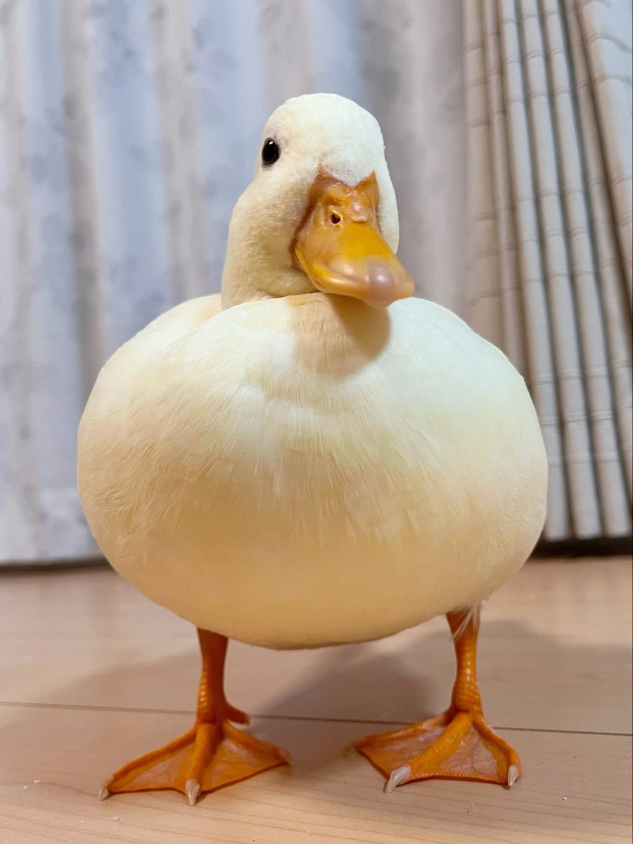 まるいね
貴方まるいのよ