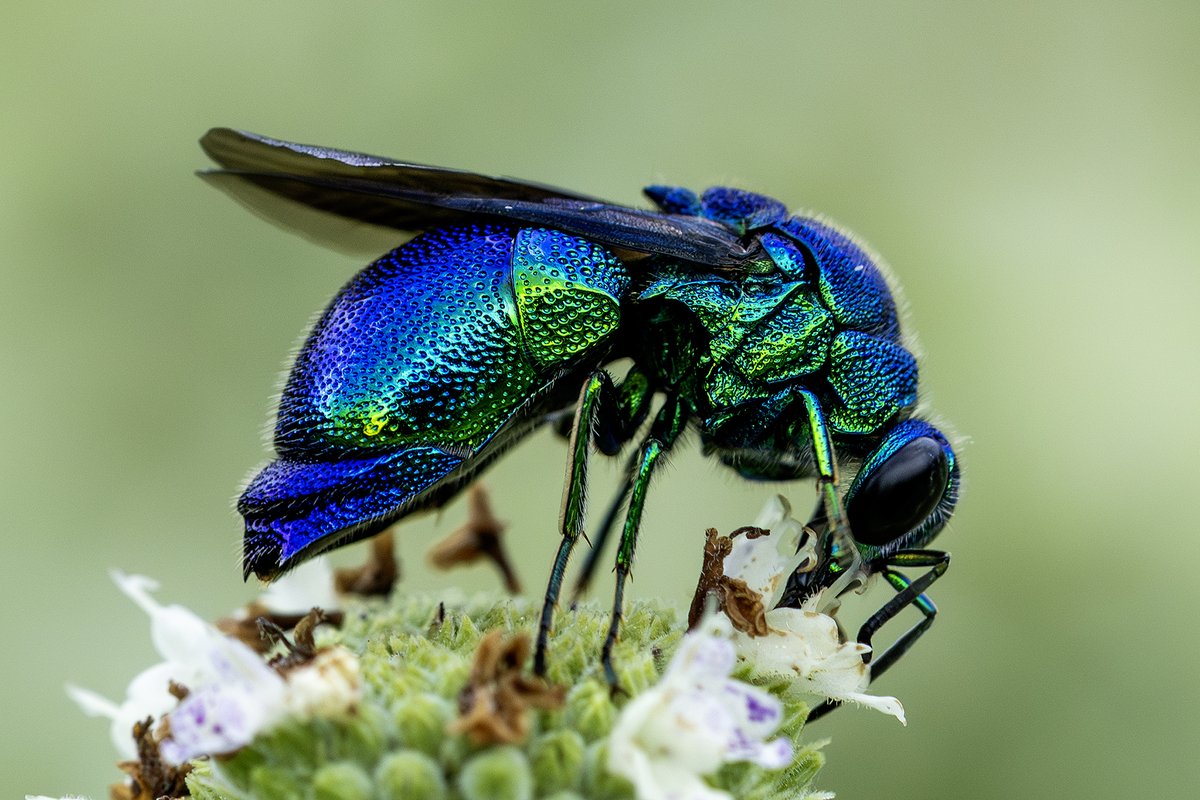 昨年の夏は、カメラのシャッターの摩耗に大いに寄与（笑）してくれたオオセイボウ。見るほどにあちこち面白いドロボー蜂さんです。(2025年8月）