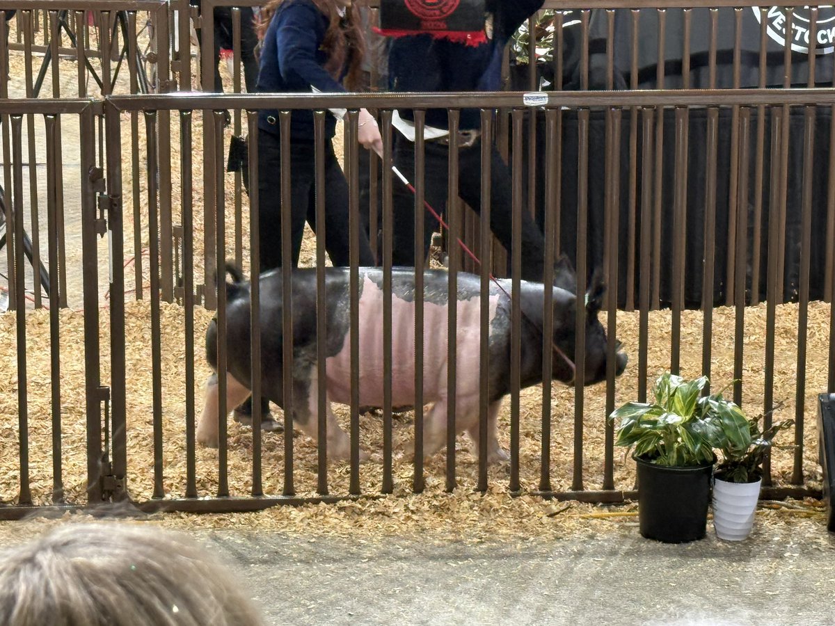 Nochoa_edu's tweet image. 🐷🐄 Sale of Champions at the 67th FFA Annual Livestock Show ✨
My favorite time of year—celebrating months of dedication, hard work, and leadership from our students. Proud to watch them shine in the ring!
#FFA #SaleOfChampions #LivestockShow