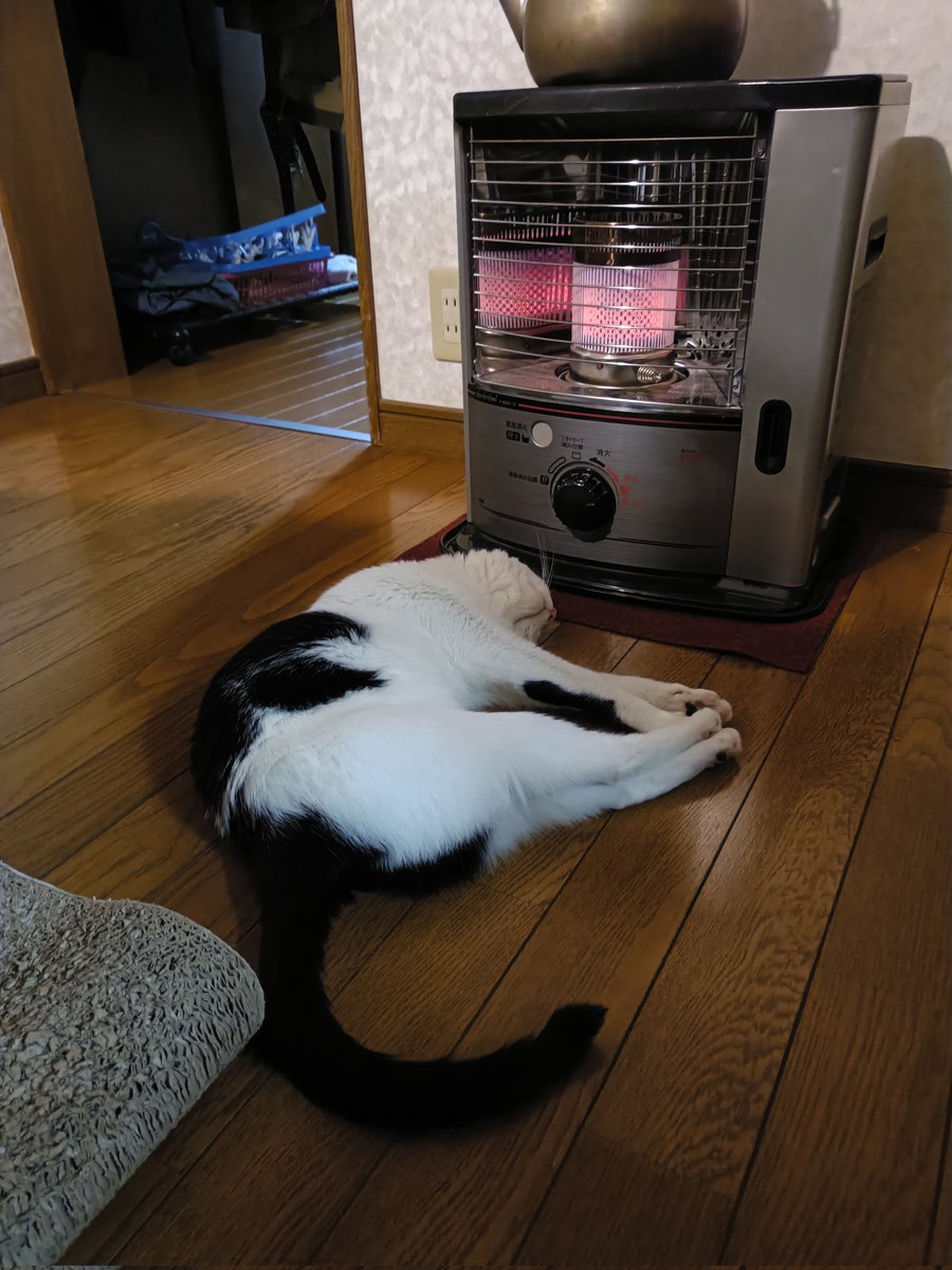 おはようございますニャー🥶 ここが1番好きニャン😻