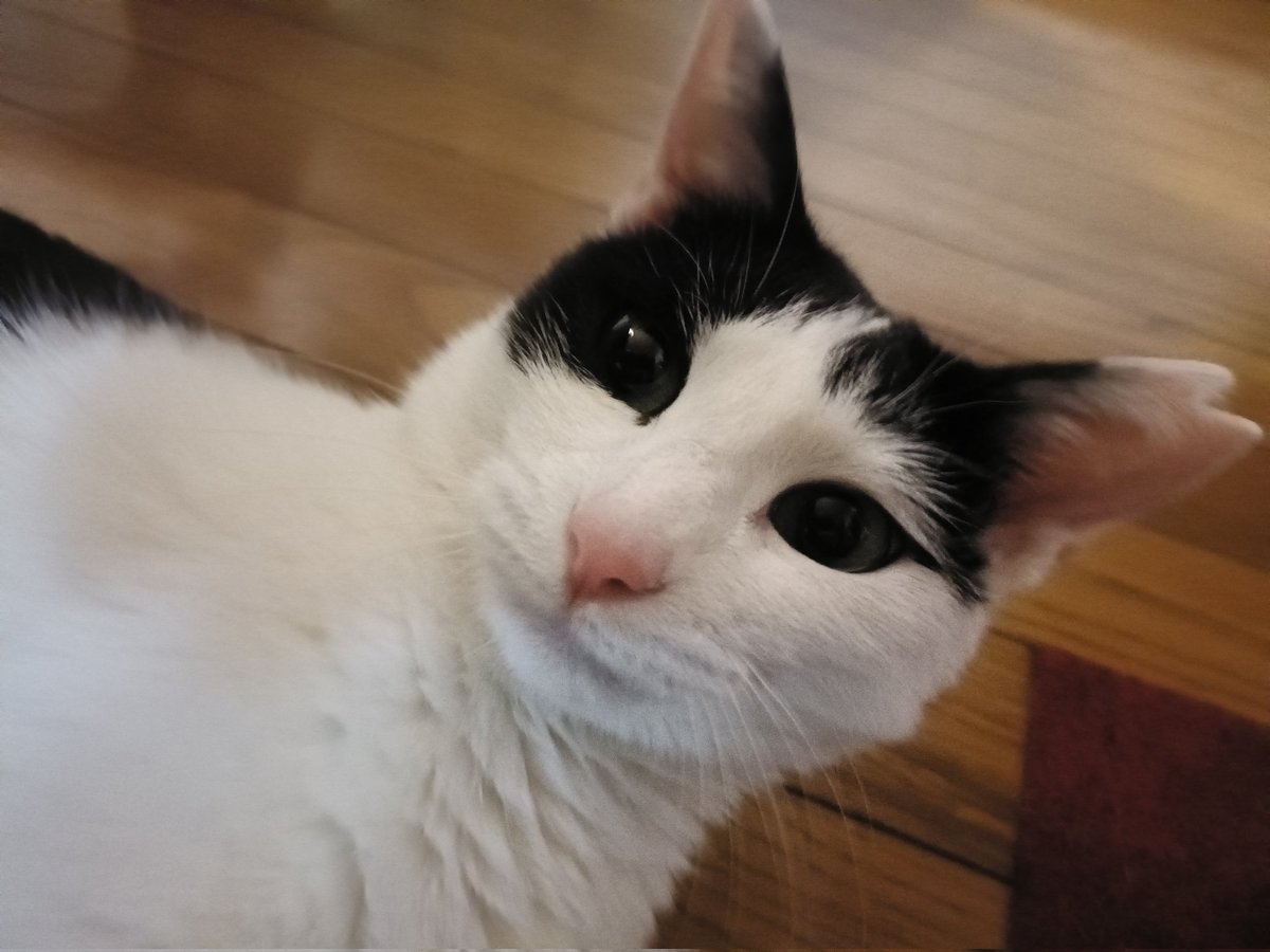 おはようございますニャー🥶 ここが1番好きニャン😻