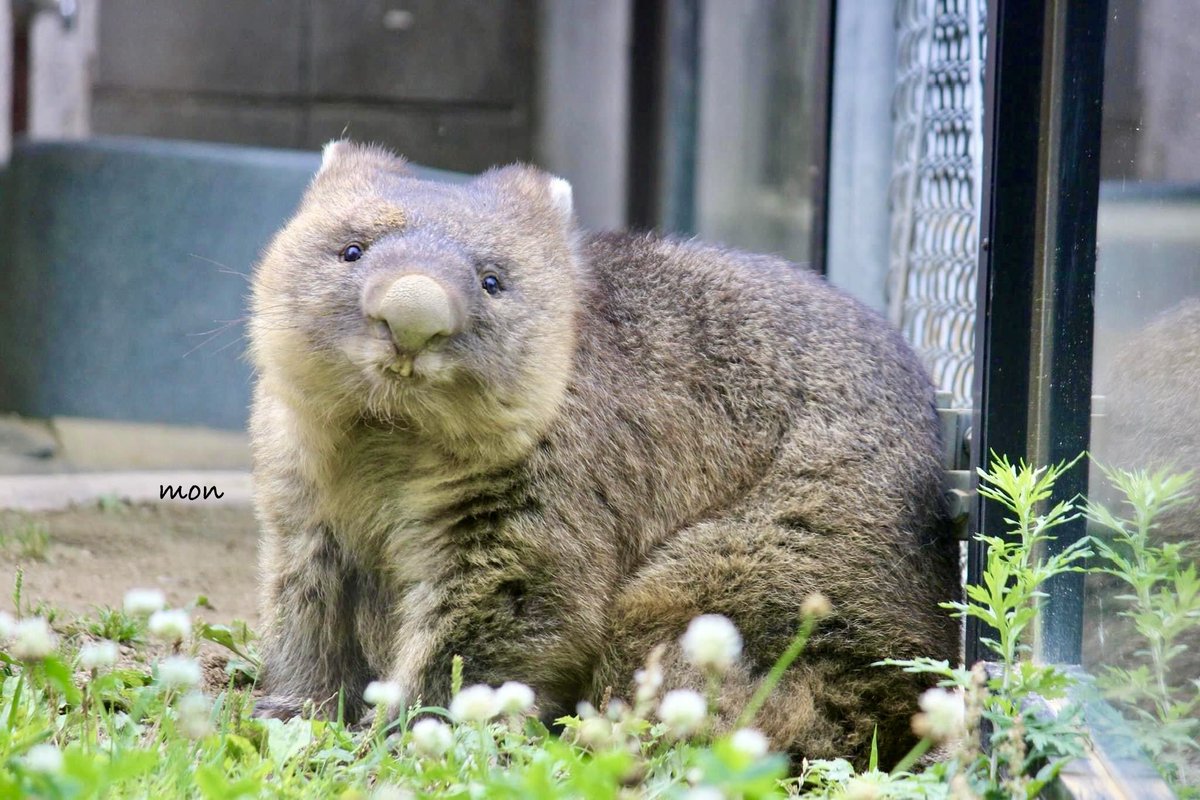 モン (@OkaasanZgmf) / Posts / X