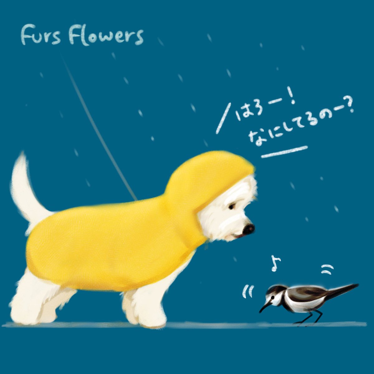 fursflowers's tweet photo. 雨の日もうろちょろ🐦近いても逃げないハクセキレイ🐦♪ https://t.co/4Xo9Aq5oTc