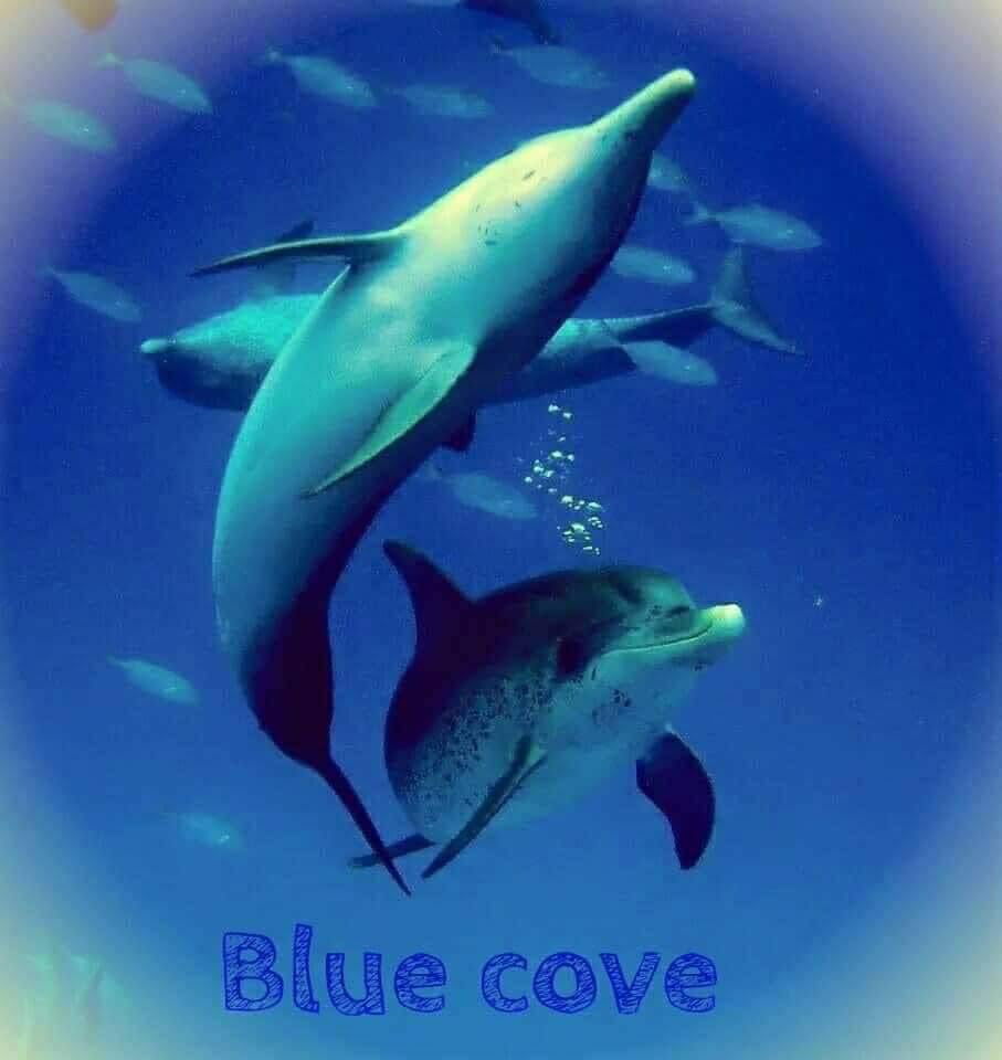 Today is Saturday. The hunters did not gather at the harbor, so NO