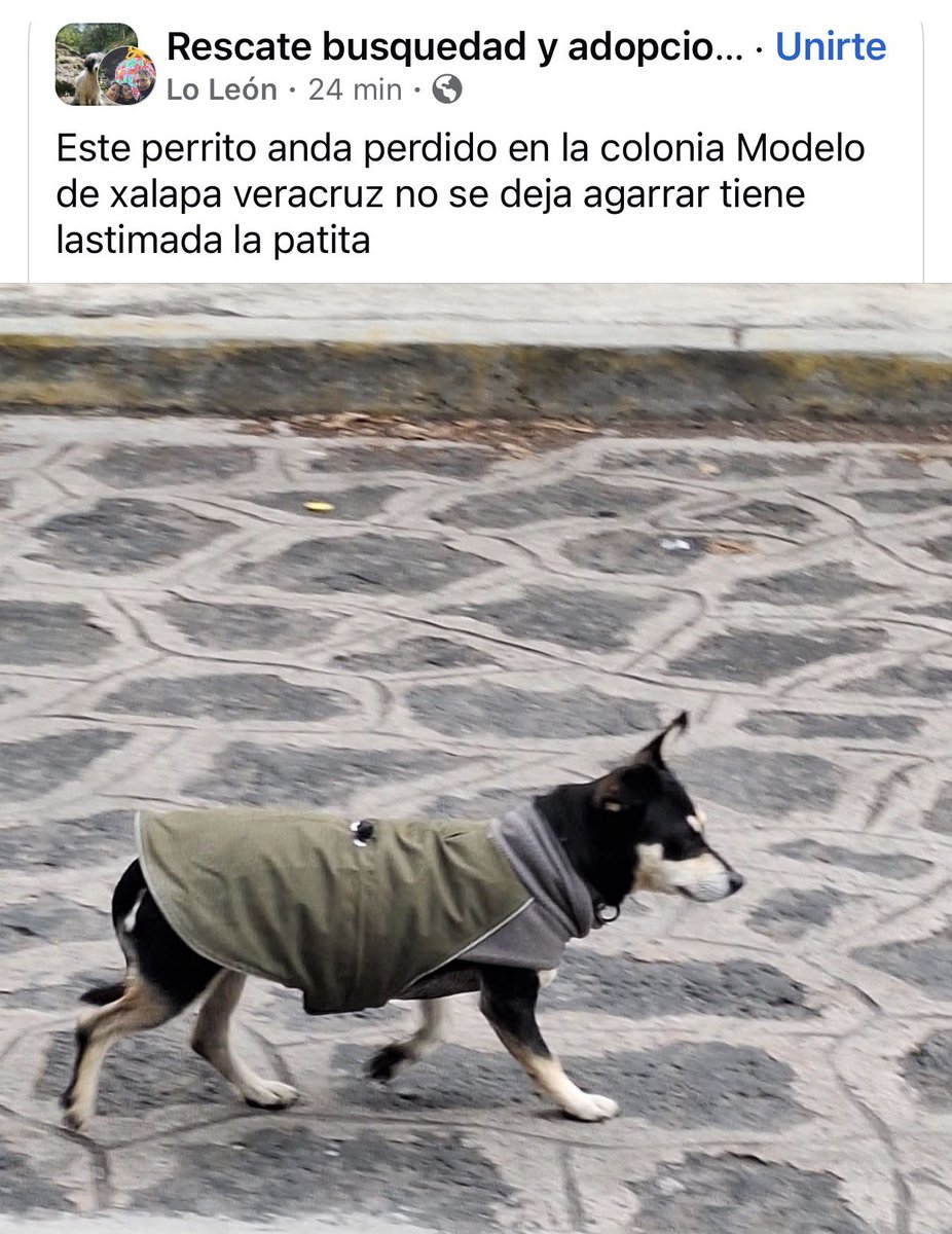 #Xalapa La familia anda tras la pista de PEPE🐶! 
Atn Av 20 de Noviembre-César Velarde! 
<a href="/mageba04/">Gina alarcon</a> <a href="/Corintiacruz/">Corintia Cruz Oregón</a> <a href="/VialidadXalapa/">Vialidad Xalapa 🚦 VX 🌎</a> <a href="/AbelMucino/">Abel Muciño</a> <a href="/tierraverde1943/">ℓια ₊˚.༄ *ﾟ🌱</a> <a href="/pilykuera/">Pily Peregrina</a> <a href="/CECILLIA36/">CECILIA MENDEZ</a> <a href="/sara_juarez/">saraliz</a> <a href="/Ydlan/">Naldy Patricia</a> <a href="/fherciencias/">Soy Fher!</a> <a href="/camellinlove/">Porque soy xalapeño</a> <a href="/ArrezEdda/">Edda Arrez</a> <a href="/PopColorsXal/">PopCX</a> <a href="/RoxanaAAT/">Feto de PicaFresa🍓</a> <a href="/Pechmed/">Peter Tweet</a> RT!