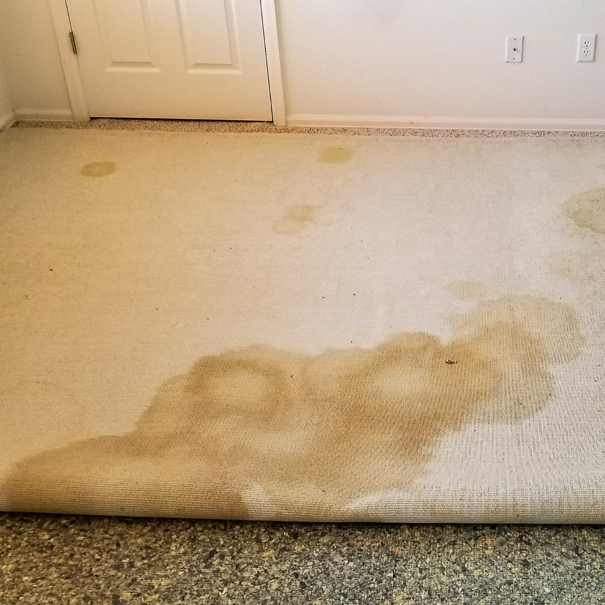 Mold odours are sneaky. They’re often confused with “old house” odours 
Air fresheners may mask the smell, but  don’t fix the problem, and mold can continue growing out of sight. Read more: gotmold.ca/education/why-… We find and fix sources of unhealthy #indoorair.