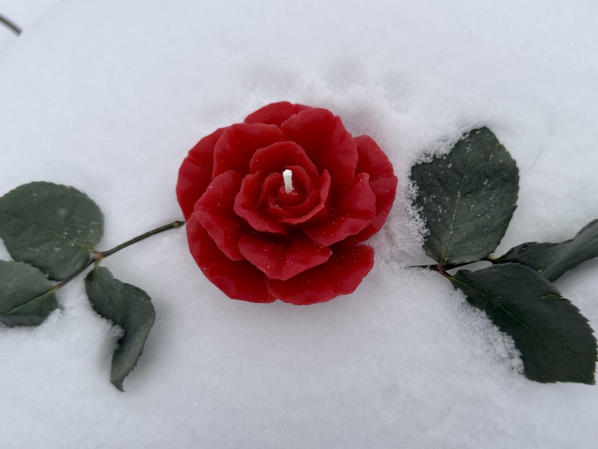 Lady Hollow Tree tweet media