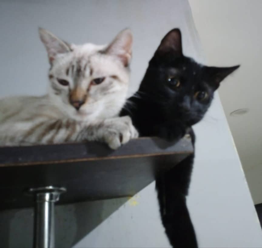 Nuevamente las hermanas buscando hogar, segundo temporal que caduca y a última hora. Necesito ayuda para encontrar un buen hogar juntas. Están esterilizadas, hacen en su arenero, aprox 8 meses, se entregan desparasitadas y se verifica muy bien al adoptante. Baruta 0414.2554952