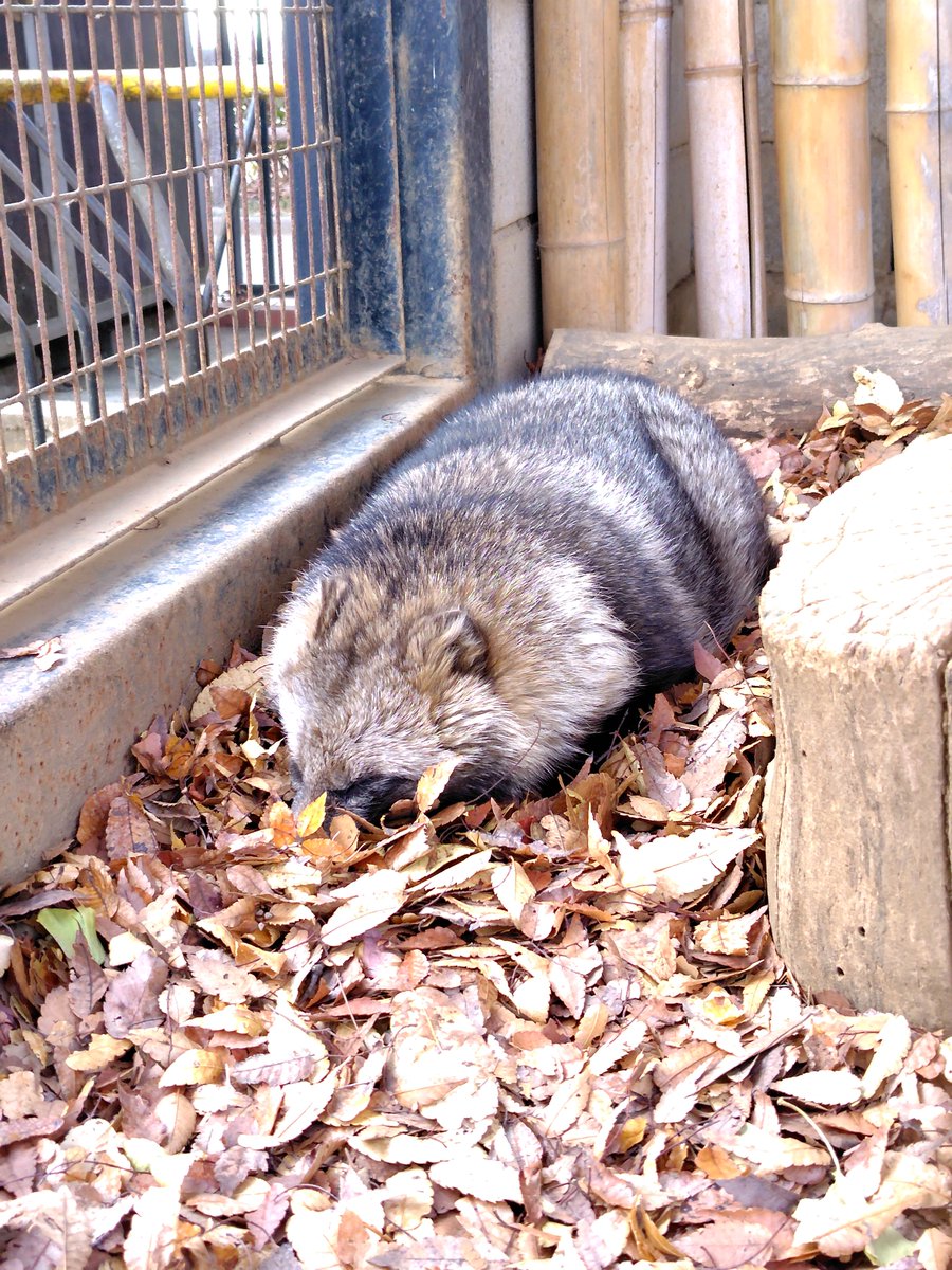 ♡まるむし♡ページです。 まるむし (@marumushi_a) / Posts / X