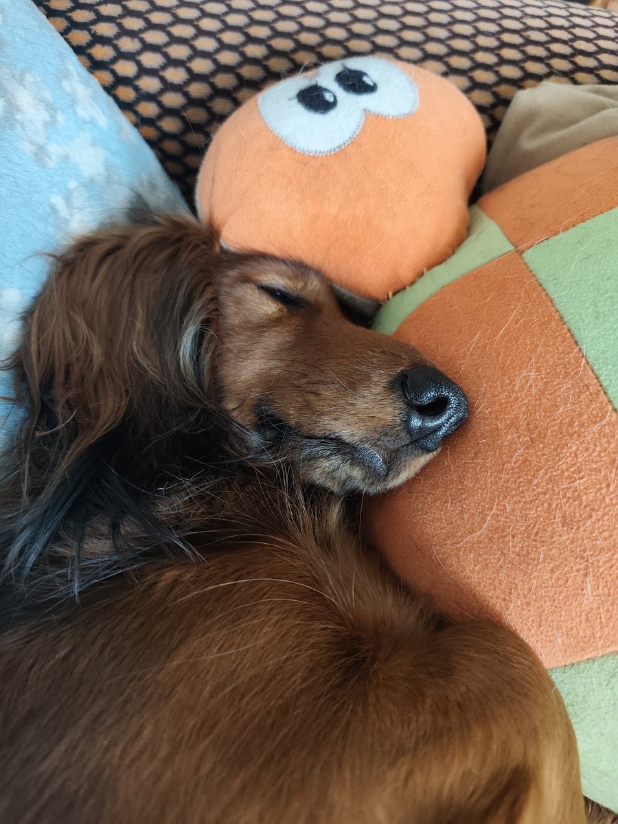 Roztomilosť na dobrú noc 🫶