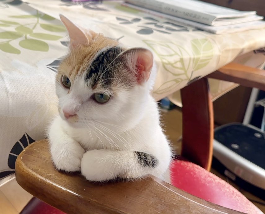 とらねこ🍺 (@chatoraneko) / Posts / X