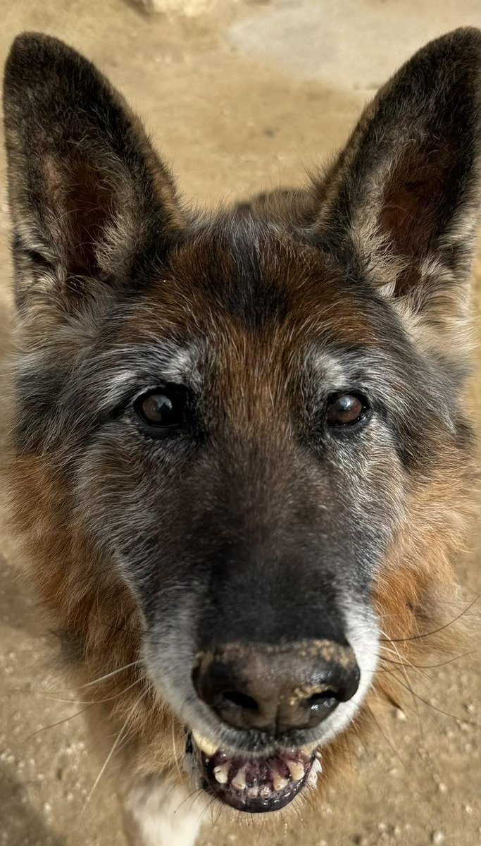 #ALBACETE
Esta cara tan bella es de #SUKI, uno de los abueletes del refugio.

No lo está pasando bien, con el frío sus articulaciones están empeorando, cada día le duelen más las patas y empieza a caerse de los cuartos traseros, le cuesta levantarse, pero aun así es un amor,