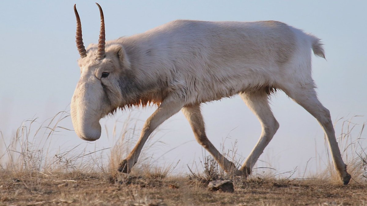 the most exciting news i've heard in like a decade is that the saiga antelope is no longer considered endangered