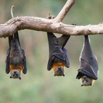tekhabermerkezi's tweet image. DSÖ, Nipah virüsünün Hindistan'dan yayılma riskinin düşük olduğunu açıkladı.  

• Meyve yarasaları ve domuz gibi hayvanlar tarafından taşınan virüs, ateş ve beyin iltihabına neden olabiliyor. 

• Türkiye'ye ulaşma riski şimdilik düşük.

#Nipah #Virüs #DSÖ #onsaltın #THM