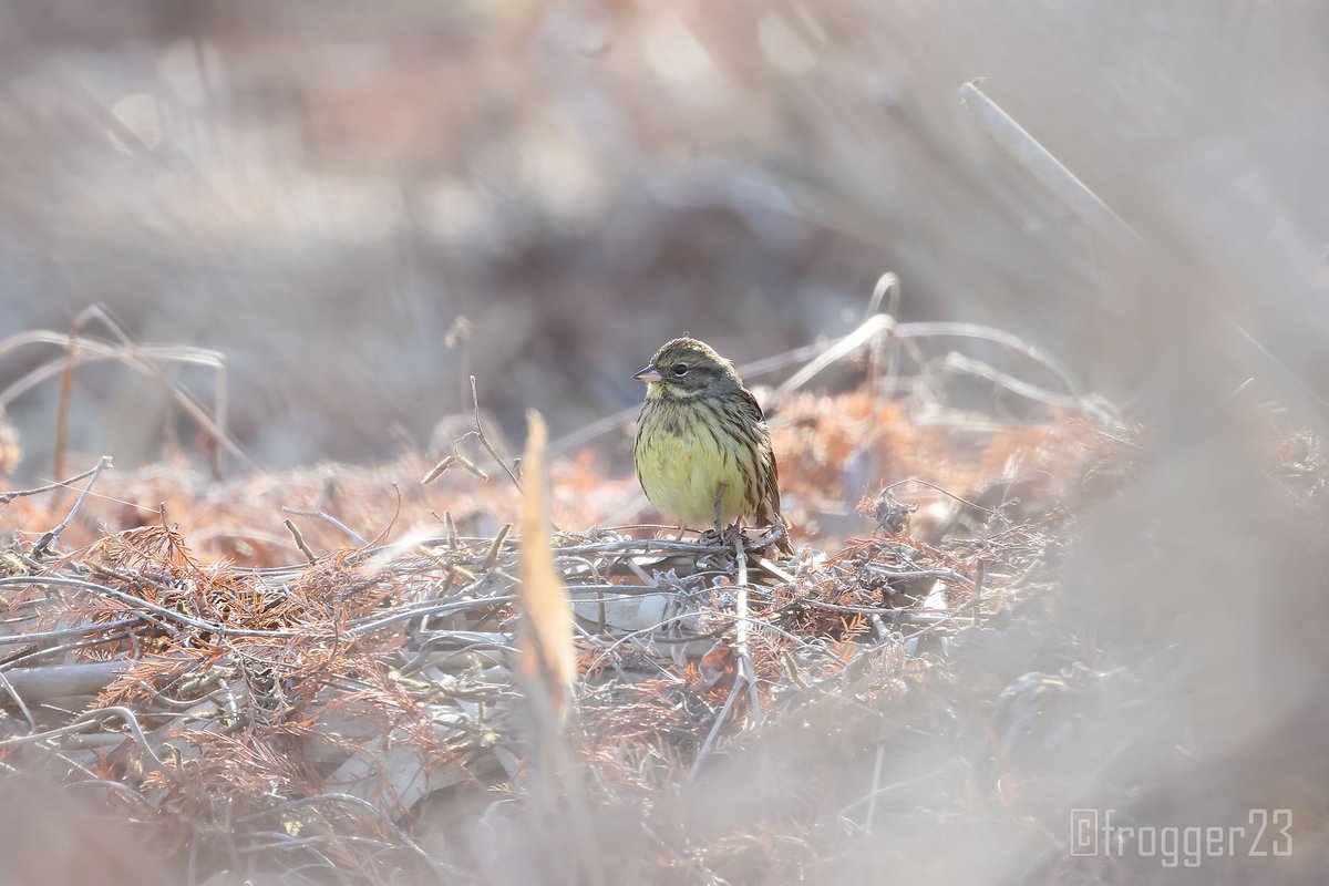 アオジ。ほんわかした雰囲気に撮れました。