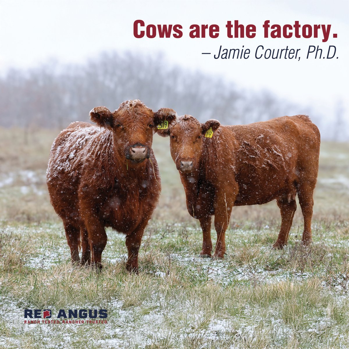 Red Angus America tweet media
