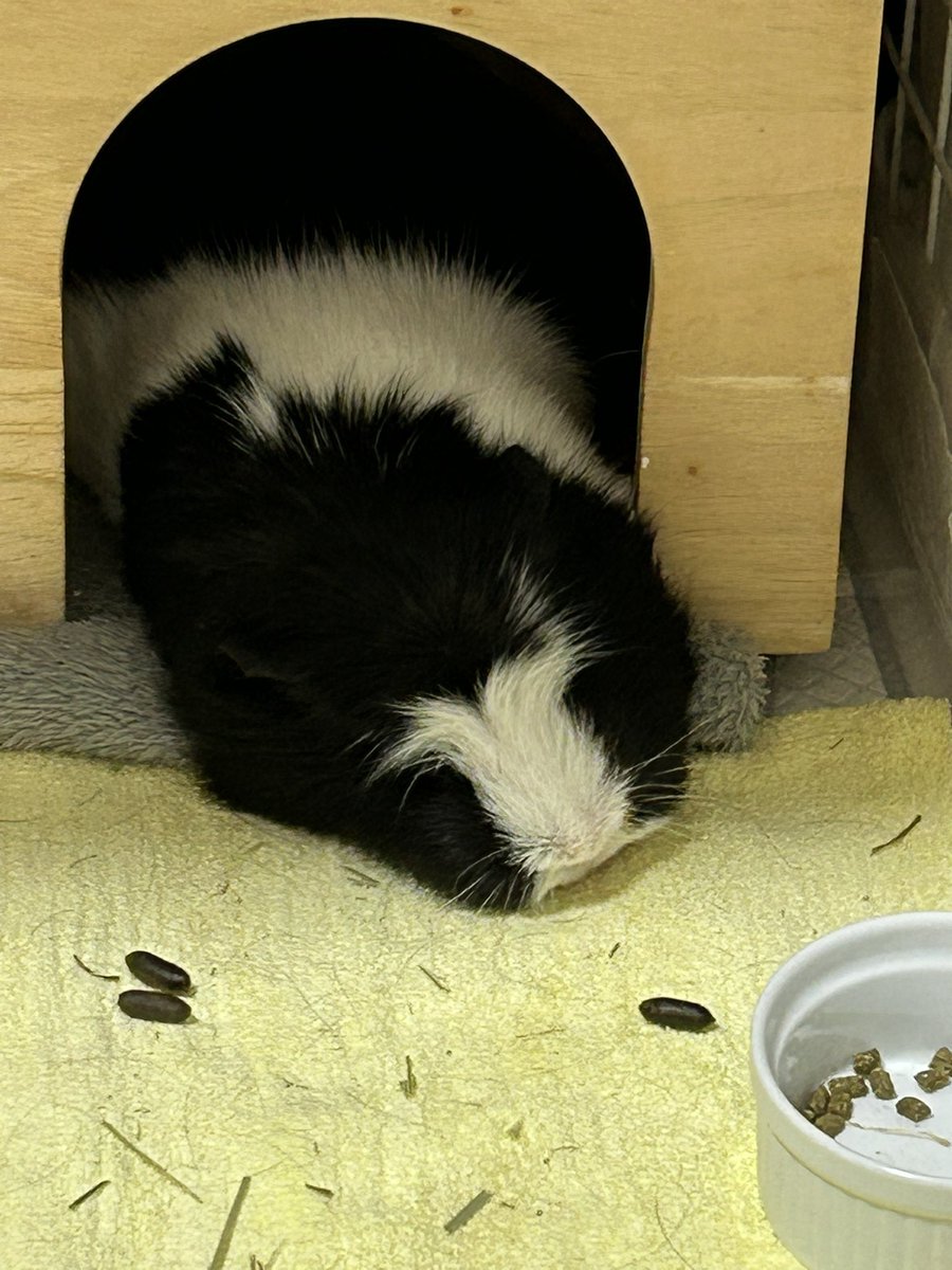 morupanda's tweet image. お野菜もっとくれストライキ

「🥬納菜しないなら遊んであげないデツ🐹」