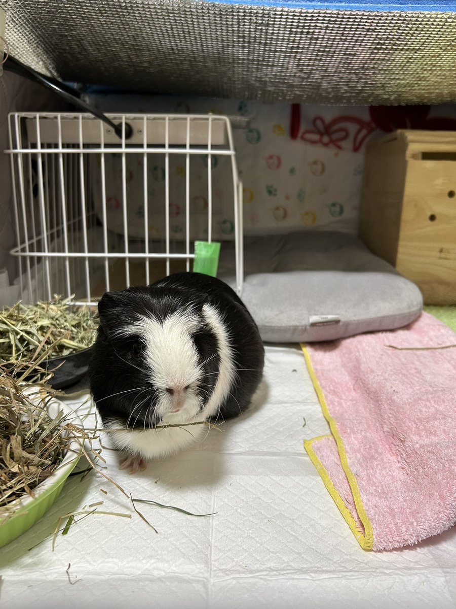 morupanda's tweet image. 野菜があっという間になくなってボー然のシロちゃん

「君はしっかり食べたんですよ」
「記憶にないデツ・・🐹」