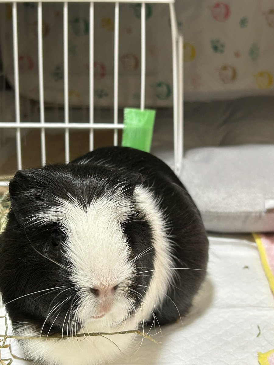 morupanda's tweet image. 野菜があっという間になくなってボー然のシロちゃん

「君はしっかり食べたんですよ」
「記憶にないデツ・・🐹」