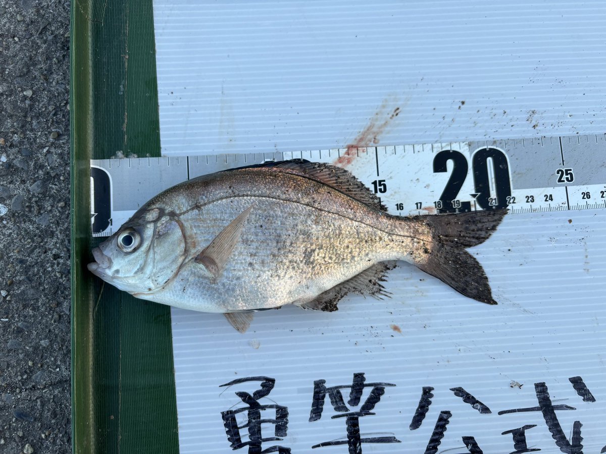 リアルタイム西公園情報 1月31日 7時半 北風6m 水温11度 釣り人約50名