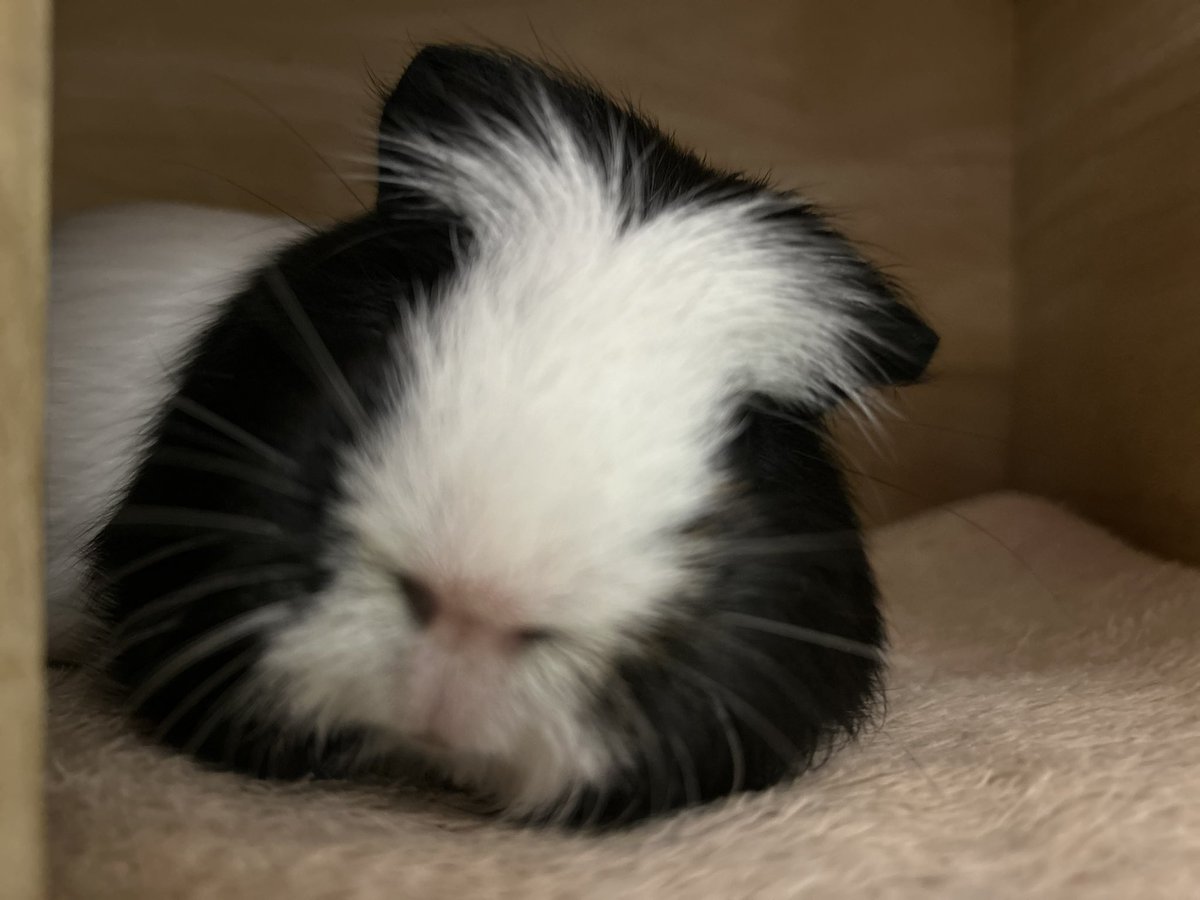 morupanda's tweet image. ぬんっ💕

#モルモット