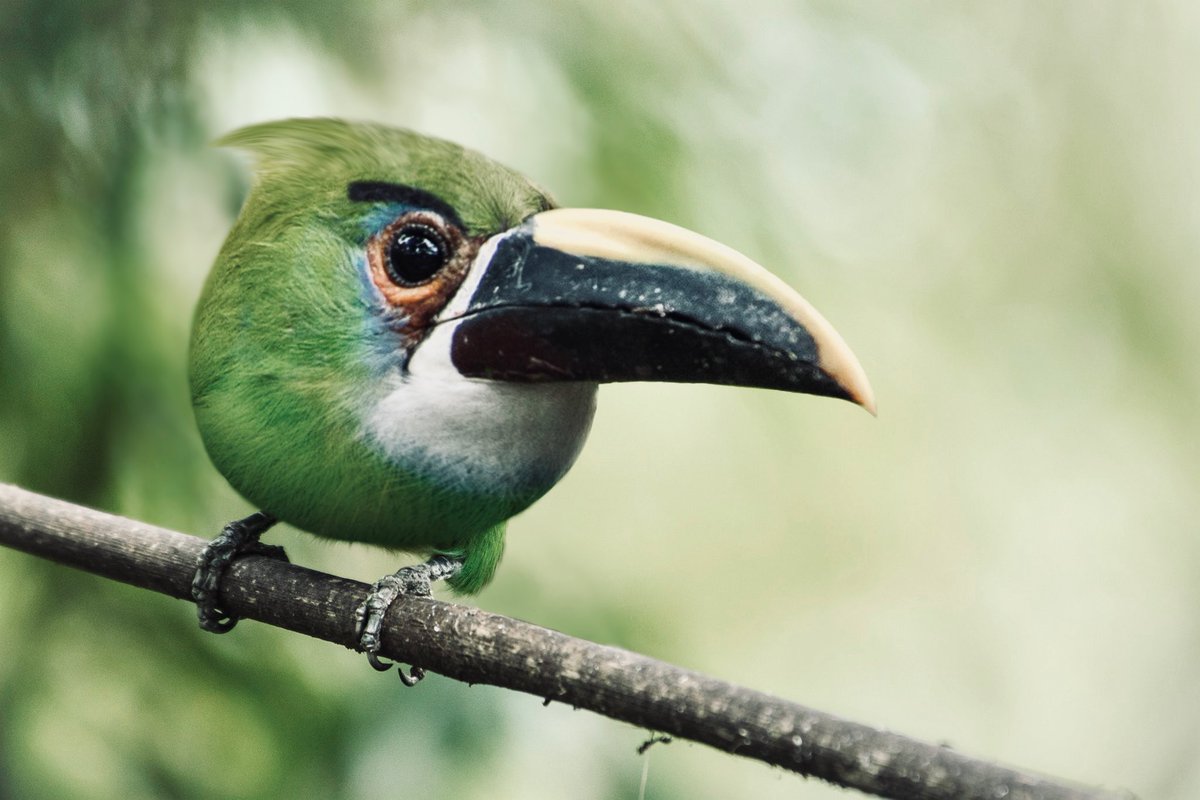 BarkTheSpark tweet media