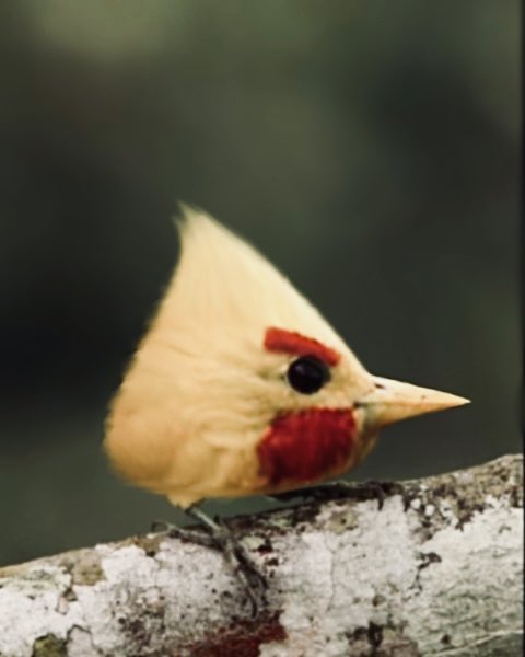 BarkTheSpark tweet media