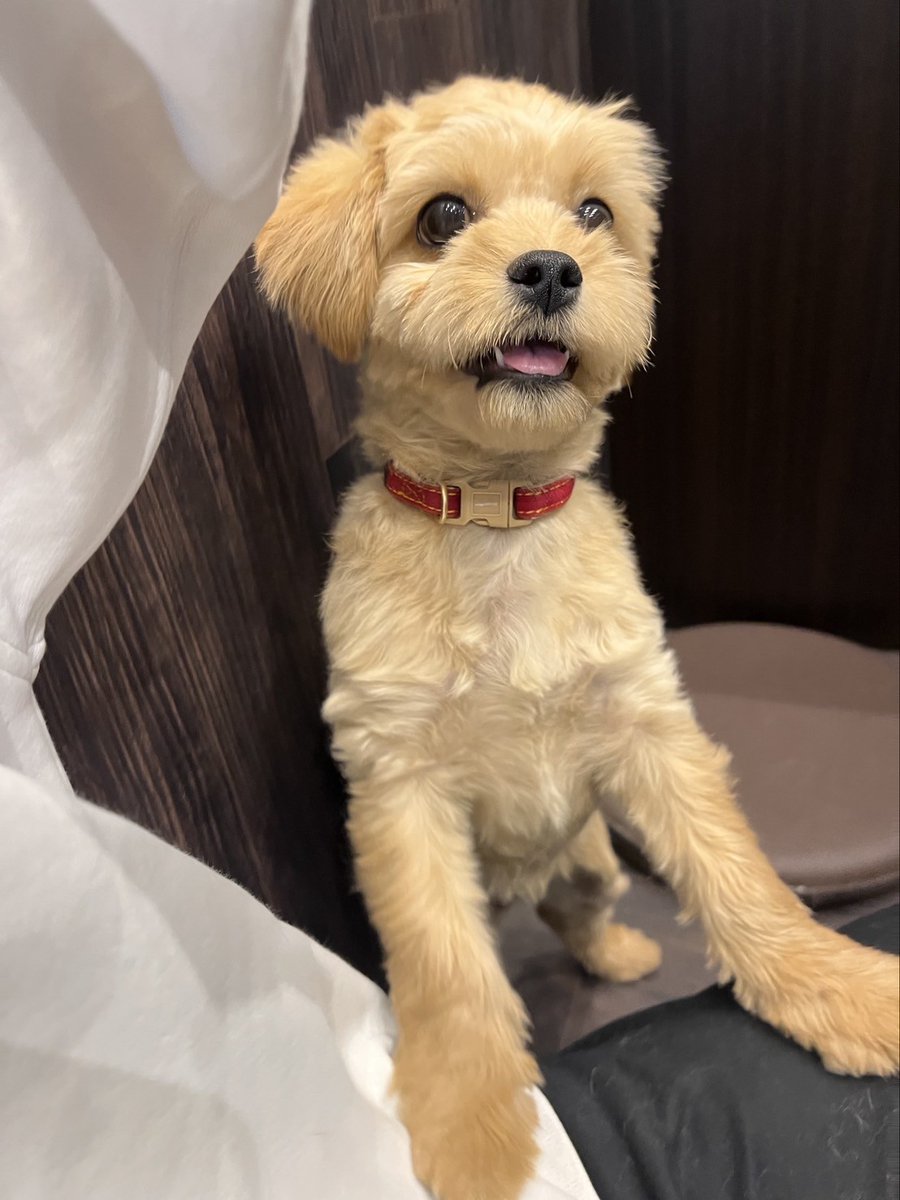 so_ta199810's tweet photo. 犬アカになっちゃうと思って控えていたけど、犬愛が爆発してるからこれからたくさん載せようと思う🐶 https://t.co/YwZZt6qWIO