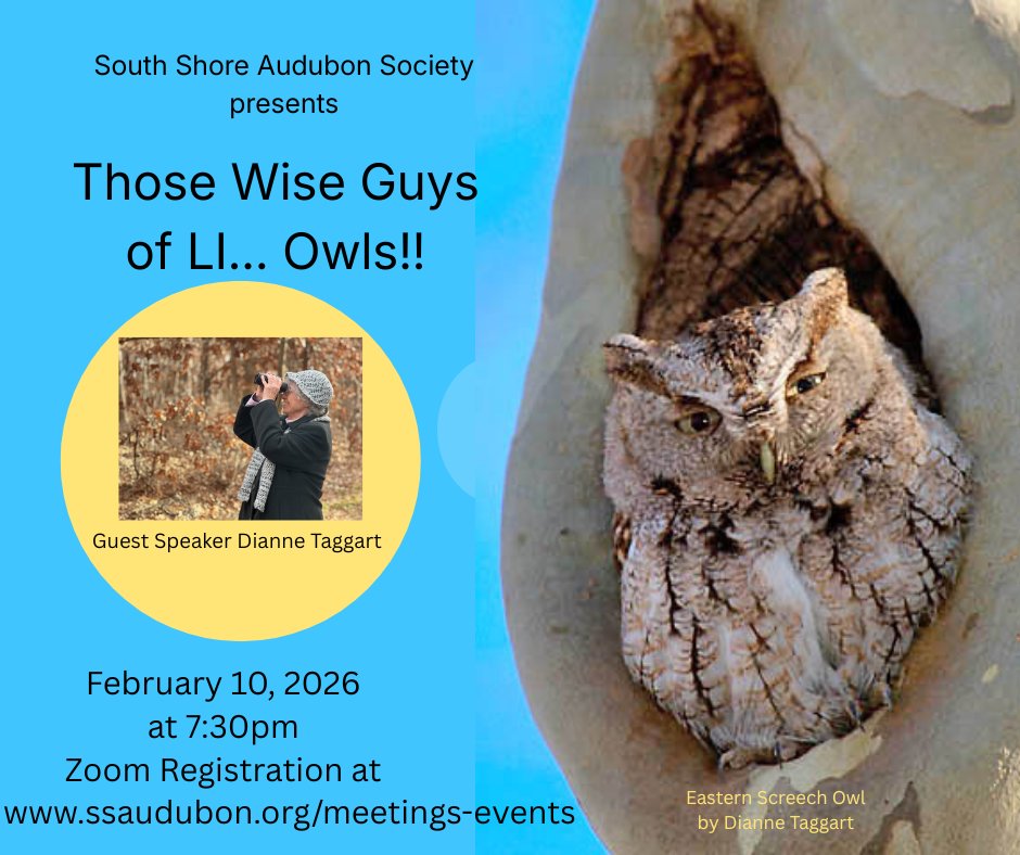 South Shore Audubon tweet media