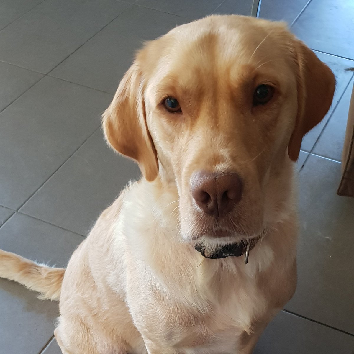 Looking through old photos of our old girl. Had a scare yesterday when i noticed one side of her face was drooping. She's happy, she's eating and it's not bothering her. So not much we can do apparently. 

As much as i don't want to admit it, I don't think she has much time left.