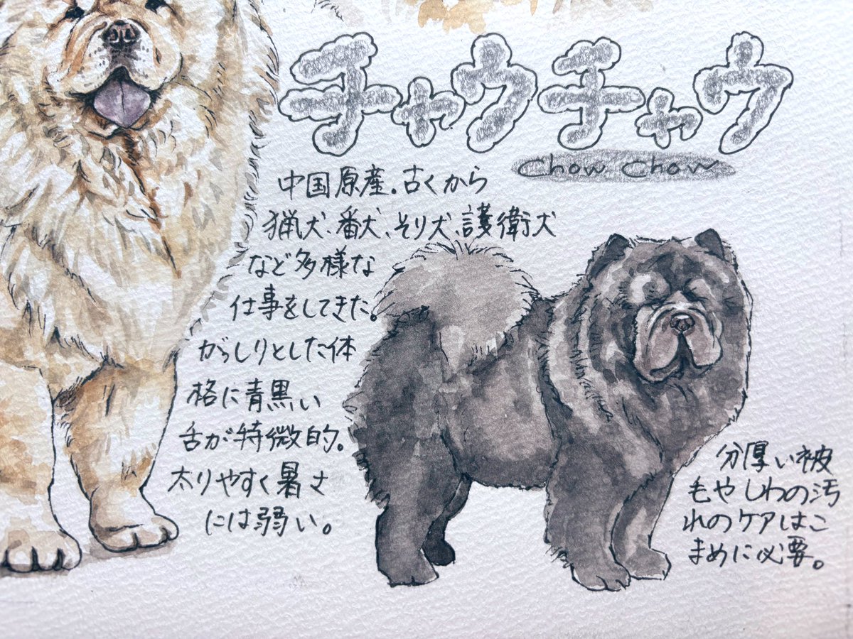 93Fcochika's tweet photo. #いぬ図鑑
#チャウチャウ
#犬
いぬ図鑑その39⭐︎チャウチャウ🐾
 
これまでのいぬ図鑑はInstagramで見 て頂けます。
https://t.co/jdrmiXEkxF https://t.co/j6WYHqE11u