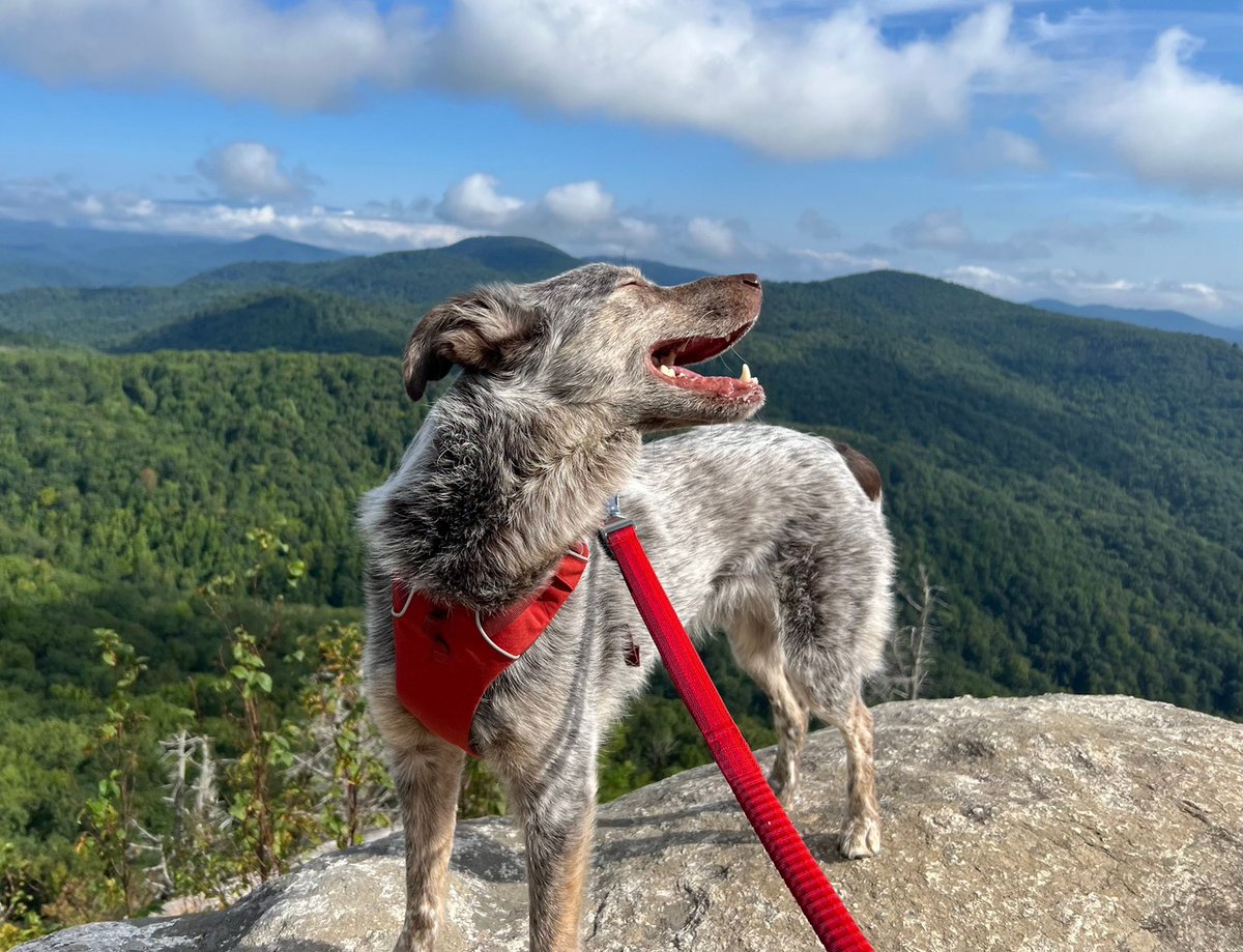 Blue Ridge Outdoors tweet media