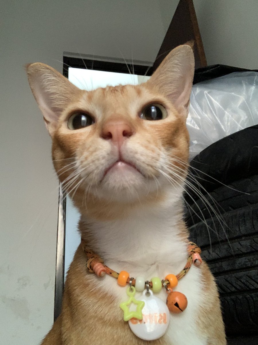 Dari shubuh pas buka pintu kamar kimy biasanya excited pas diliat kaya waspada takut, jalan ngendap2, sampe skrg kaya gitu. Terakhir diliat jam 11 malem udh tidur pdhl dirumah gubuknya. Gak tau dia semaleman habis liat/denger apa.